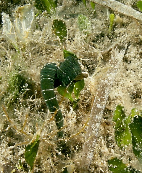 Notospermus geniculatus